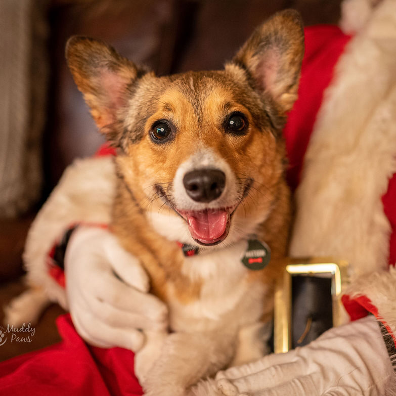 Muddy Paws Photogrpahy Christmas Sessions