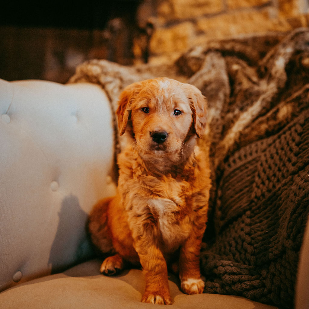 Muddy Paws Photography Signature Portrait