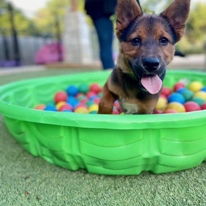 muddy-paws-resort-ball-pit